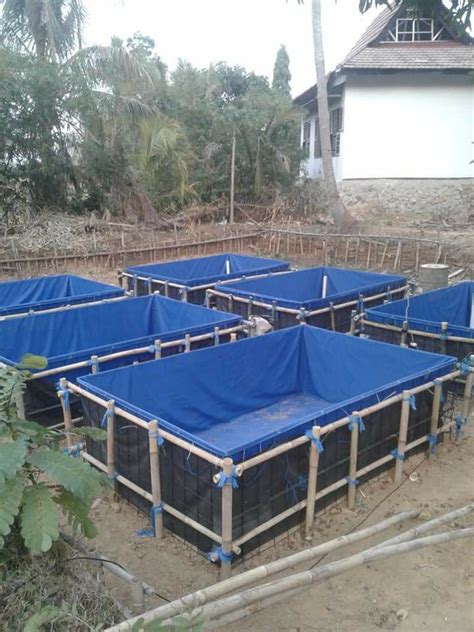 Integrated fish and poultry farming integrated fish and layer chicken ...