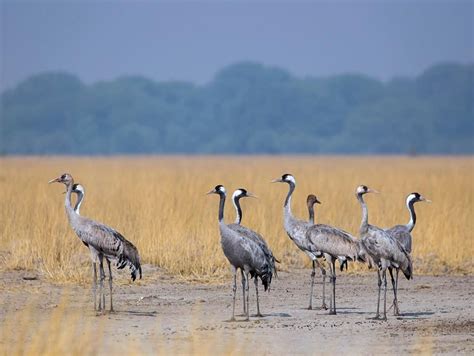 Top Wild Birds Photographs Of The Week The Cranes National