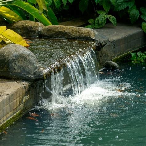 water   garden garden center guide