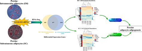 Schema Of The Regulatory Mechanism Of Lgals On Adipogenesis In Both