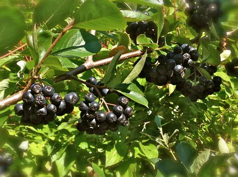 Ravencroft Garden Aronia Berry A Perfect Fit For Your Kitchen Garden