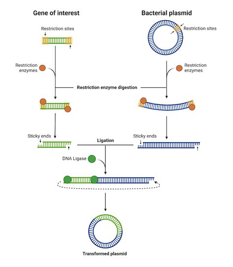 Restriction Enzymes In Bacteria