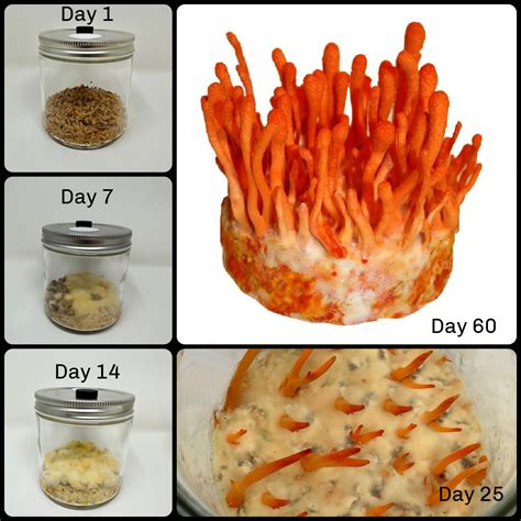 Cordyceps Militaris Complete Jar Grow Kit