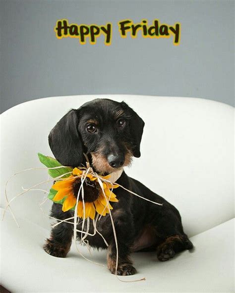 Happy Friday Dog Photography Dachshund Dog Dachshund Love