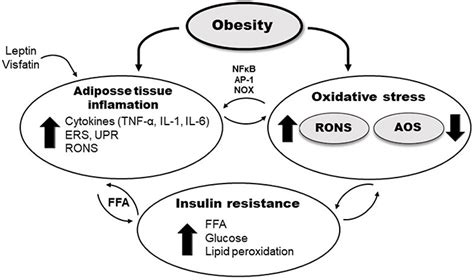 Oxidative Stress In Obesity And Insulin Resistance