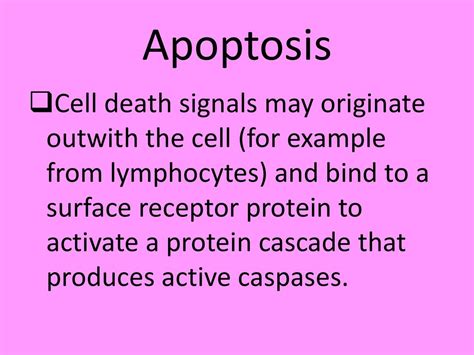 Apoptosis. - ppt download