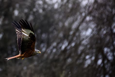 Red Kite Behance