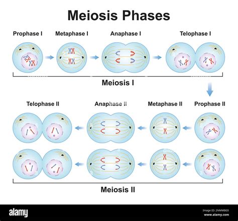 Outline The Phases Of Meiosis