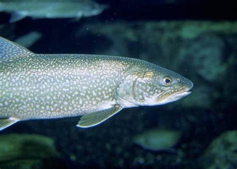 Lake Trout Salvelinus Namaycush · Inaturalist