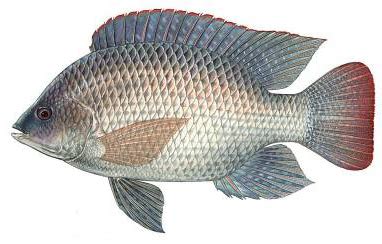 tilapia florida freshwater fish  called blue tilapia