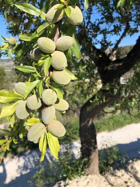 Almond Trees Can Be Tricky To Grow Here Are Some Important Guidelines