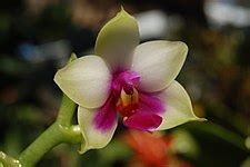 Phalaenopsis Bellina Wikipedia