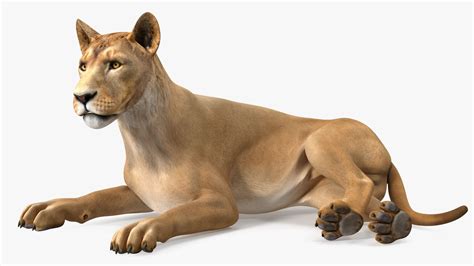 Young Lion Lying Pose 3D Model $99 - .3ds .blend .c4d .fbx .max .ma ...