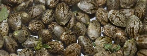 Автоцветущие сорта конопли. Купить автоцвет в Киеве | WeedSeeds