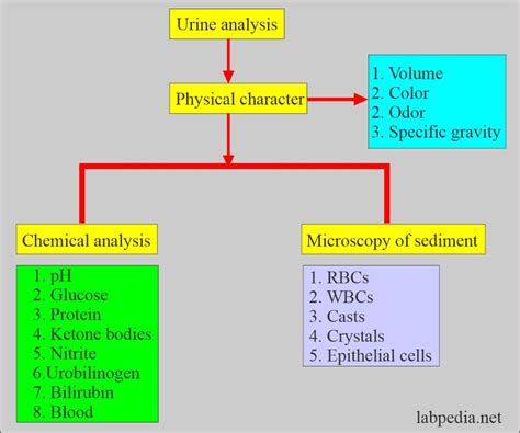 Urine Analysis Part Complete Urine Analysis Discussion 51 OFF