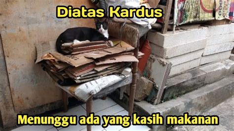 Lihat Kucing Diatas Kardus Menunggu Ada Yang Kasih Makanan Youtube