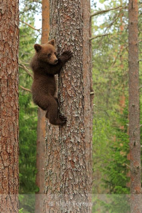 Brown Bear Cub Climbing A Tree At Martinselkonen