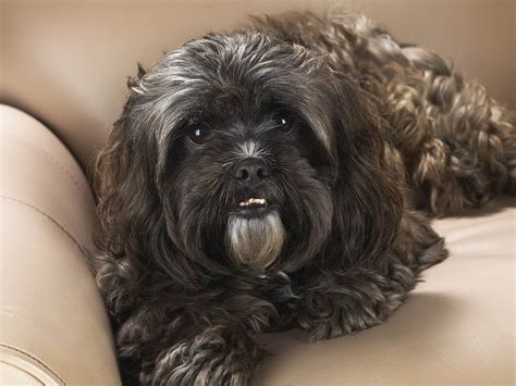 Cute Dogs Black Shih Tzu Dogs