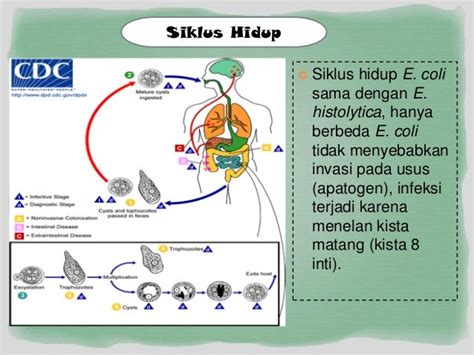 Siklus Hidup Entamoeba