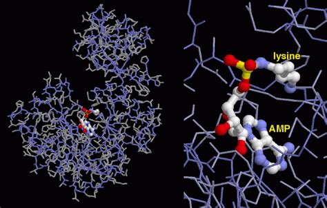 PDB 101 Molecule Of The Month DNA Ligase