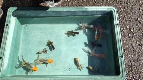 金魚の屋外飼育 青水→水換え→更水 Youtube