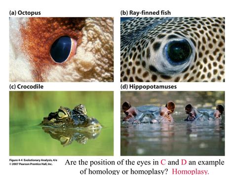 PPT - Homology vs. Homoplasy PowerPoint Presentation, free download ...