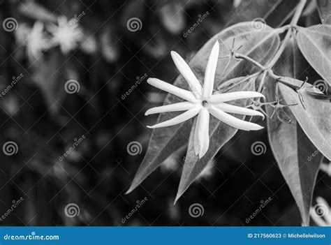 Confederate Jasmine Flower Stock Image Image Of Wood 217560623