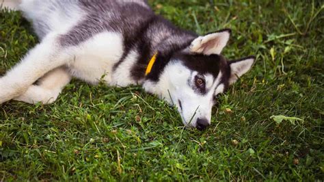 Complete Siberian Husky Sleeping Guide Patterns Problems Questions Paws And Learn