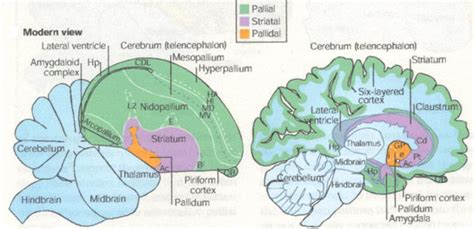 Avian Brain And Senses