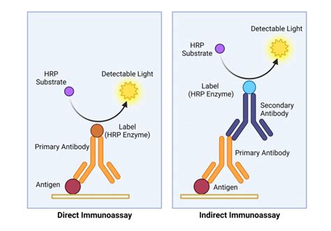 Primary and Secondary Antibodies in Immunoassays