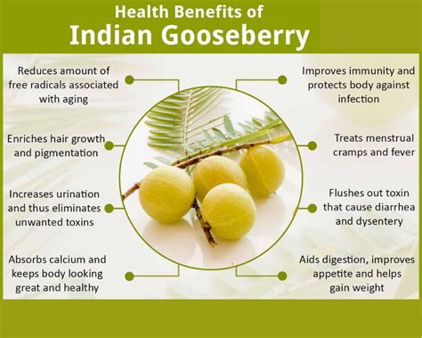 Amla Indian Gooseberry Extract Organic Herbs