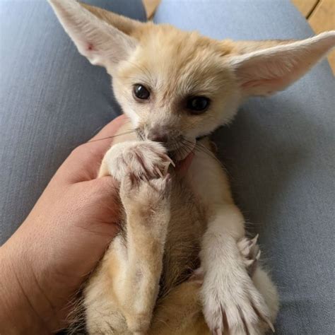 Fennec Foxes For Sale Fennec Foxes For Sale Near Me