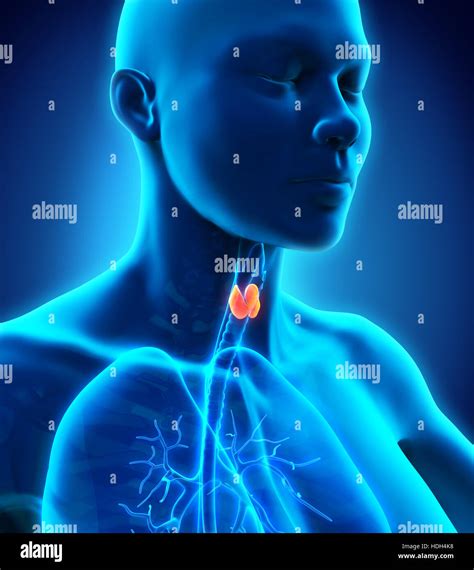 Human Thyroid Gland Anatomy Stock Photo Alamy