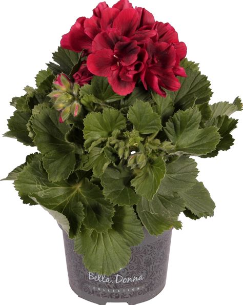 Edel Geranie Bella Donna Rot Topf Ø 12 cm Pelargonium Grandiflorum