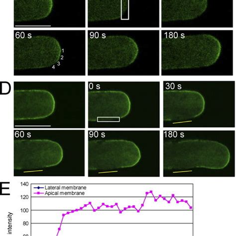 Frap Analysis Of Rlk Gfp In Pollen Tubes Expressing Ca Rop Or Dn Rop