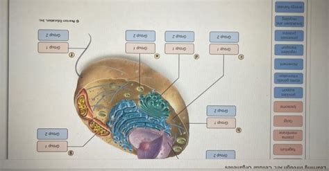 Solved Drag The Organelle Labels To The Appropriate Pink Chegg