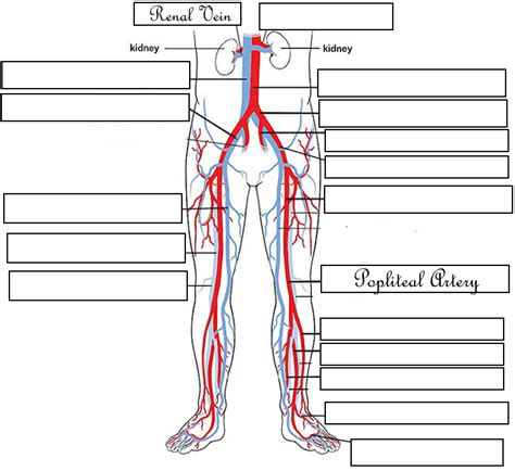 41 Artery And Vein Labeling Worksheet