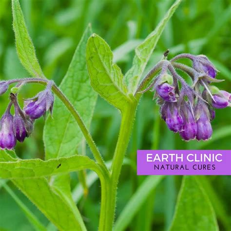 Comfrey Health Benefits And Side Effects Comfrey Herbs Perennial Herbs