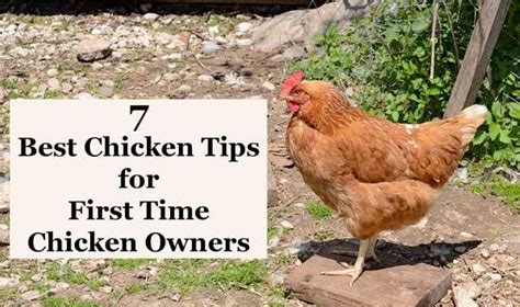 7 tips for starting out in poultry farming » MKULIMATODAY.COM