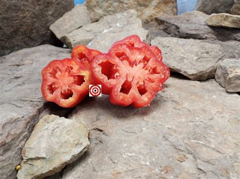 Zahnradtomate Tomato-Bounty Hunter Seeds-Heirloom Tomatoes