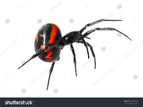 Attacking Spider Latrodectus Tredecimguttatus Sometimes Known Stock ...