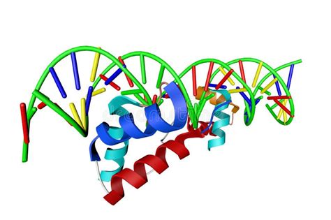 Structure Of Dna Binding Domain Of Human Setmar In Complex With Hsmar