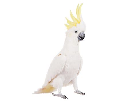 Check out Snowball, the incredible dancing cockatoo - Owl Connected