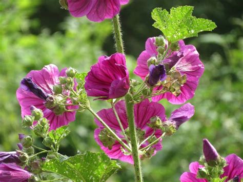 Bloeiende Inheemse Vaste Planten Kleinetuinen Nl