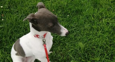 Stunning blue whippet - Dogs For Sale Ireland