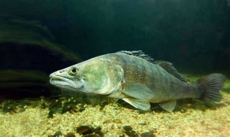 Zander Alles über Den Beliebten Angelfisch Simfischde