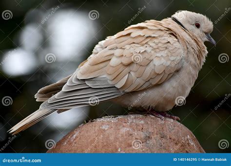 Mourning Dove Bird Sitting On Rock Stock Image Image Of Bokeh Animal