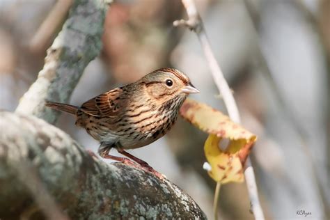 Lincolns Sparrow Audubon Field Guide