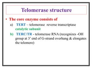 Telomere And Telomerase PPT