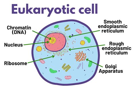 What is the location of DNA in eukaryotic cells? | Quizlet